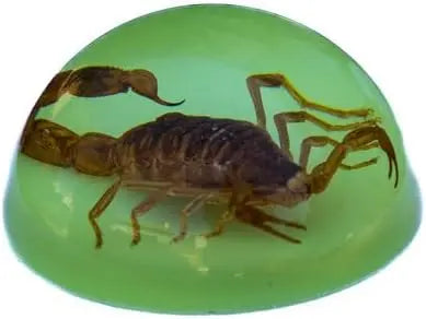 Golden Brown Scorpion Glow in the Dark Paperweight Trendy Zone 21