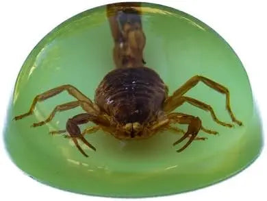 Golden Brown Scorpion Glow in the Dark Paperweight Trendy Zone 21