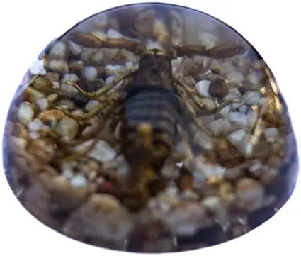 Golden Brown Scorpion Paperweight Trendy Zone 21