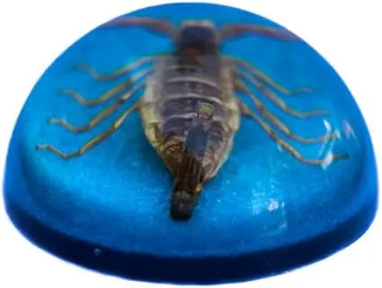 Brown Scorpion Paperweight Blue Background Trendy Zone 21