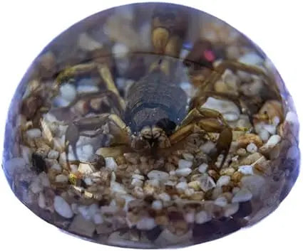 Golden Brown Scorpion Paperweight Trendy Zone 21