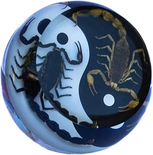 Real Insect 2 Scorpions (Black & Brown) Paperweight Yin Yang Trendy Zone 21