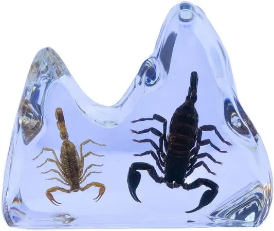Real Insect Scorpion (Black & Brown) Table Décor Trendy Zone 21