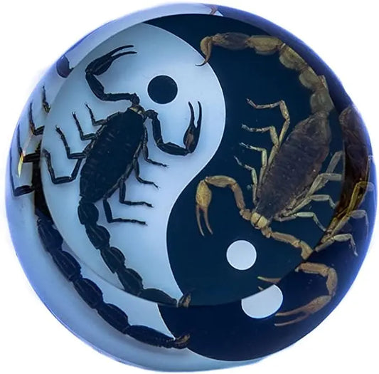 Real Insect 2 Scorpions (Black & Brown) Paperweight Yin Yang Trendy Zone 21