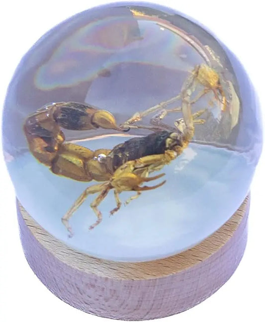 Real Insect Brown Scorpion Globe Trendy Zone 21