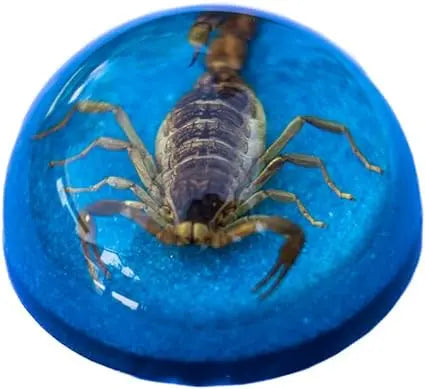Brown Scorpion Paperweight Blue Background Trendy Zone 21