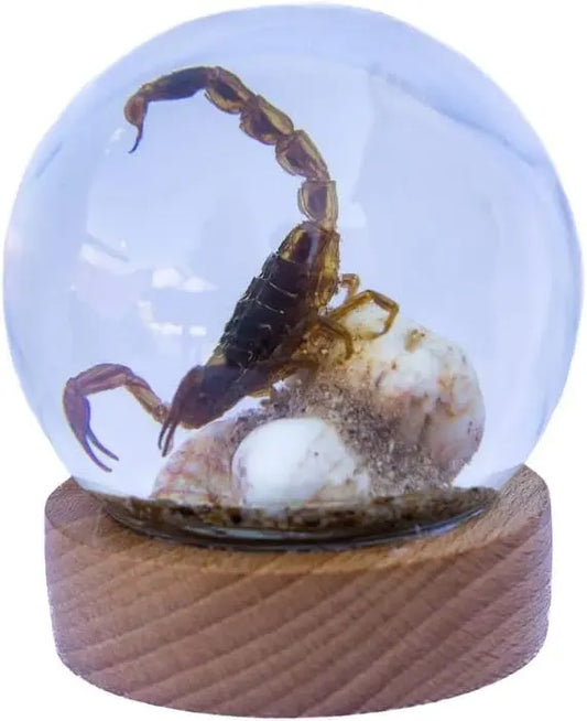 Real Insect Brown Scorpion Globe Trendy Zone 21