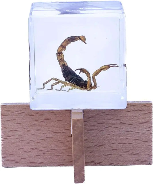 Real Insect Brown Scorpion Cube with Display Stand Trendy Zone 21