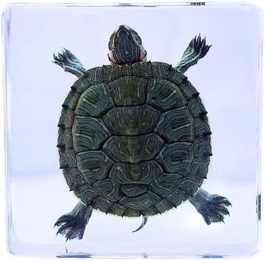 Green Turtle Paperweight Trendy Zone 21