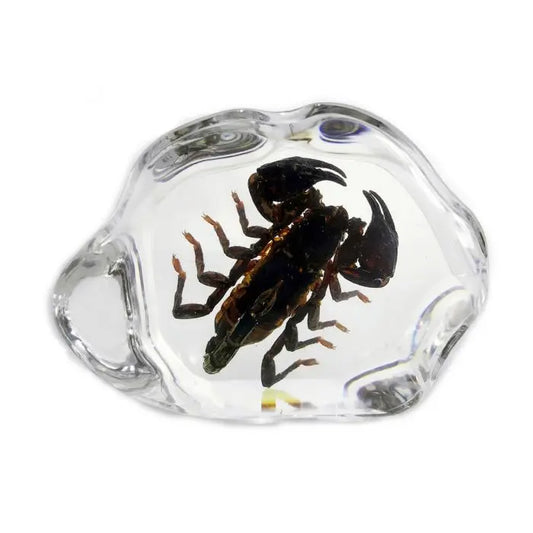 Black Scorpion Decoration Trendy Zone 21
