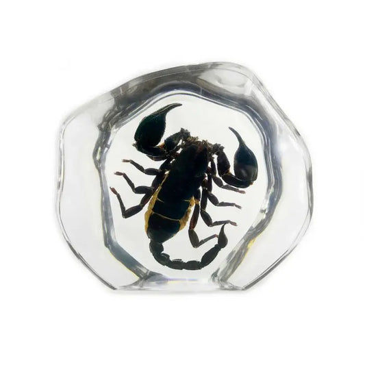 Black Scorpion Decoration Trendy Zone 21
