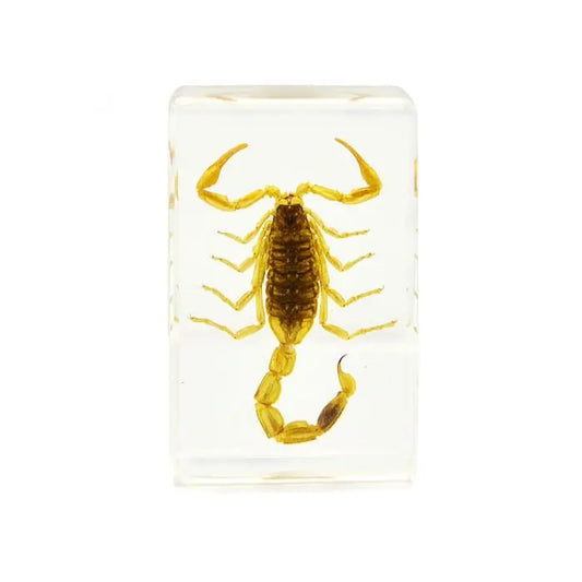Scorpion Paperweight Trendy Zone 21