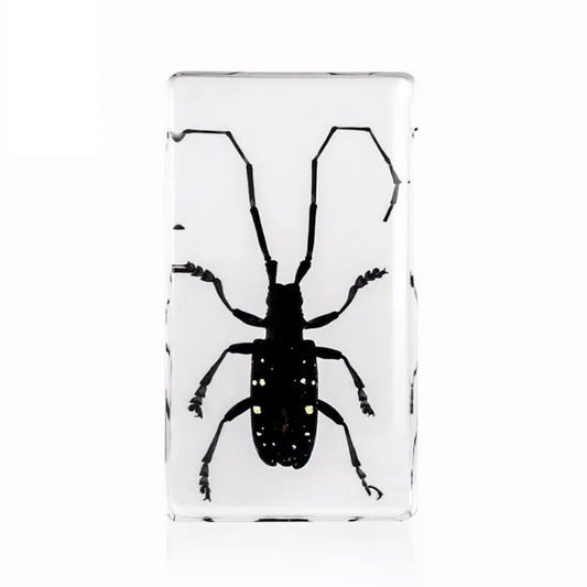 Asian Longhorned Beetle Paperweight Trendy Zone 21