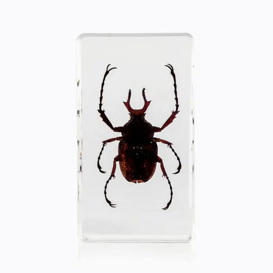 Antler Horned Beetle Paperweight Trendy Zone 21