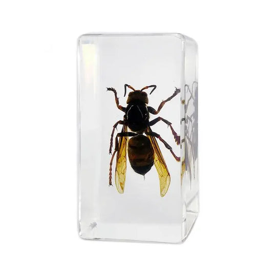 Antler Horned Beetle Paperweight Trendy Zone 21