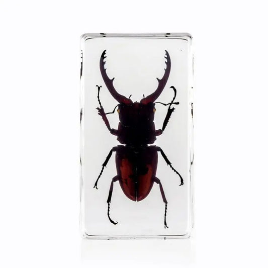 Antler Horned Beetle Paperweight Trendy Zone 21