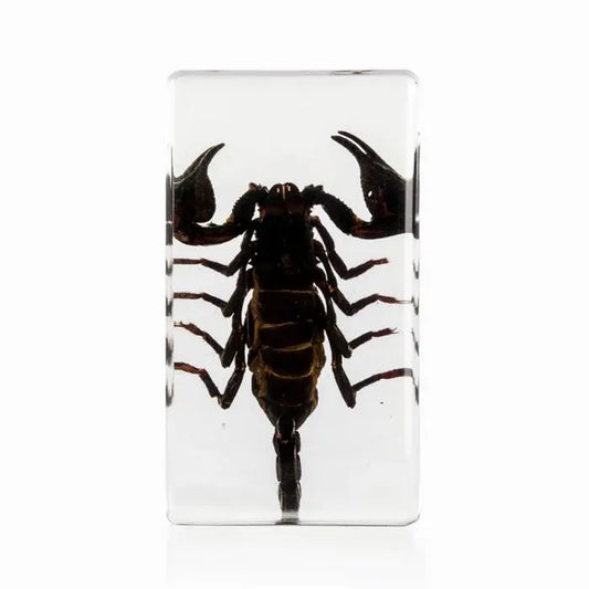 Black Scorpion Paperweight Trendy Zone 21