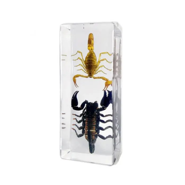 Scorpion & Black Scorpion Paperweight (Large)