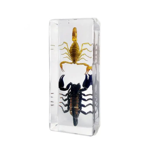 Scorpion & Black Scorpion Paperweight (Large) Trendy Zone 21