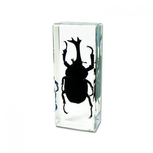Rhinoceros Beetle Paperweight (Large) Trendy Zone 21