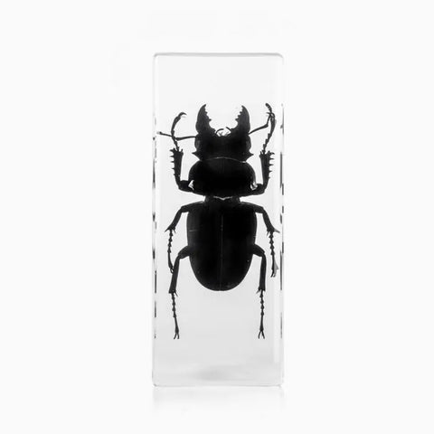 Blackish Stag Beetle Paperweight (Large)