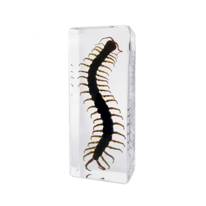 Centipede Paperweight (Large)