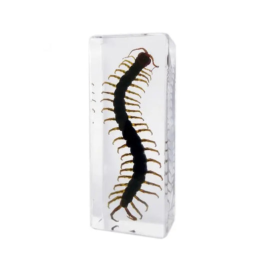 Centipede Paperweight (Large) Trendy Zone 21