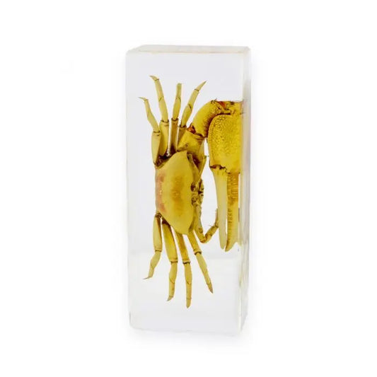 Fiddler Crab Paperweight (Large) Trendy Zone 21