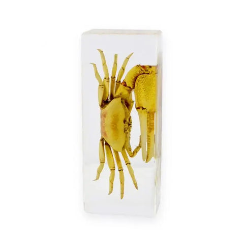 Fiddler Crab Paperweight (Large)