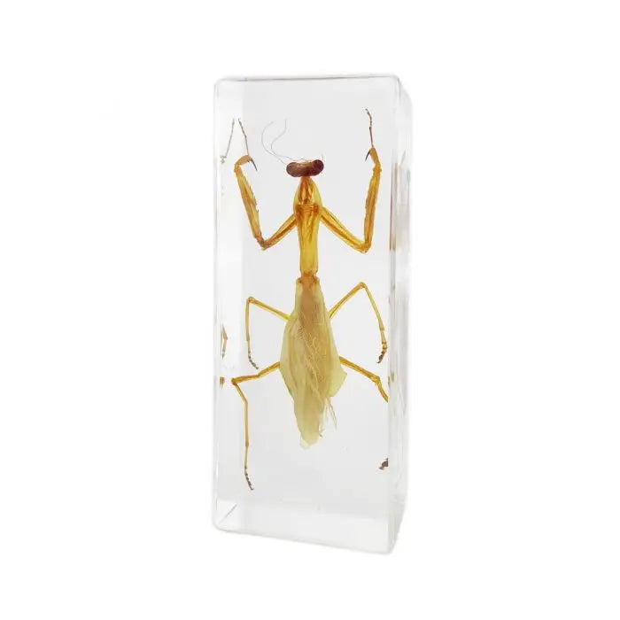 Mantis Paperweight (Large)