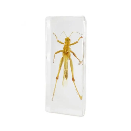 Locust Paperweight (Large) Trendy Zone 21