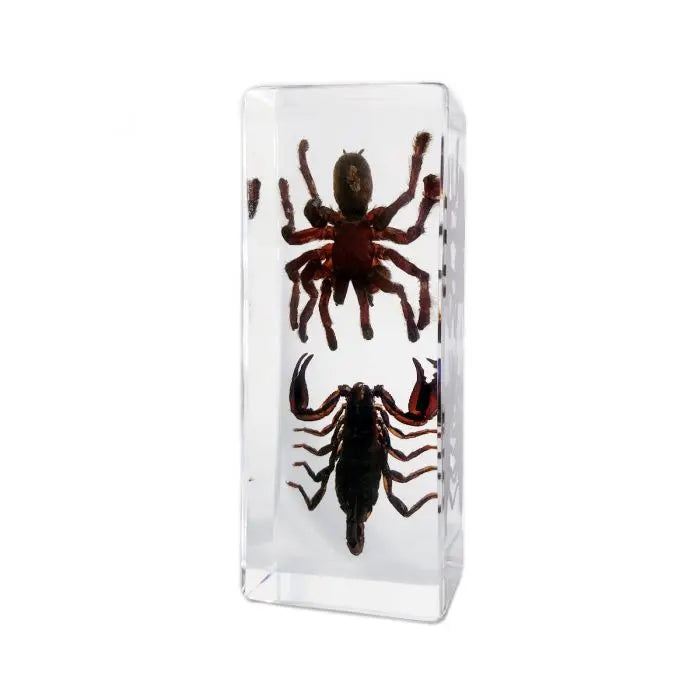 Tarantula & Black Scorpion Paperweight (Large)