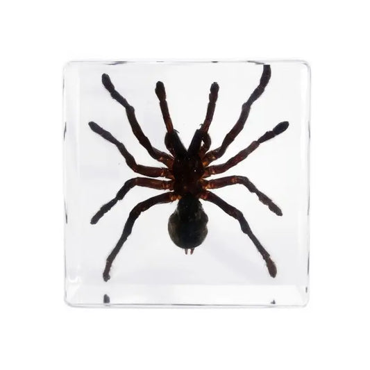 Tarantula Decoration Trendy Zone 21