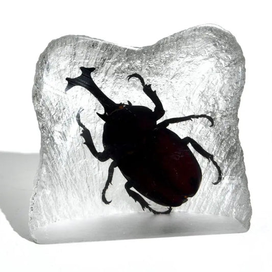 Real Rhinoceros Beetle Trendy Zone 21