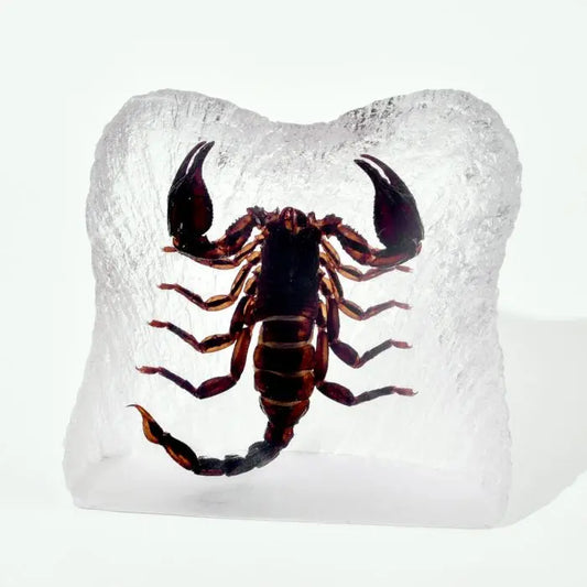 Real Black Scorpion Trendy Zone 21