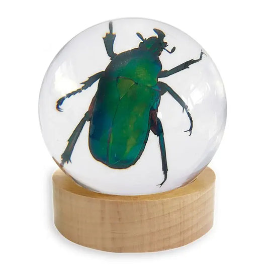 Green Rose Chafer Beetle Globe Decoration Trendy Zone 21