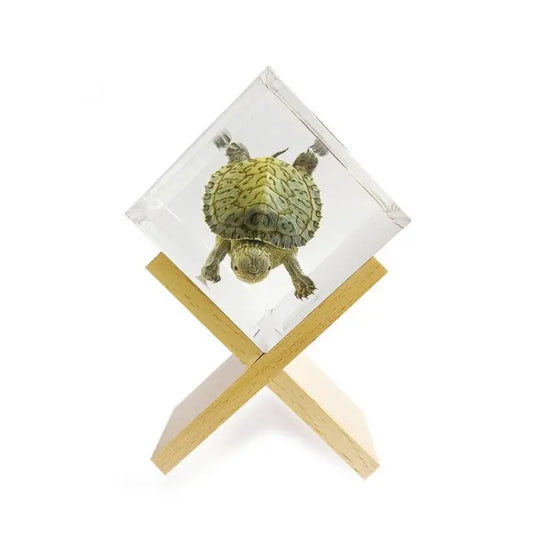 Tortoise Cube Decoration Trendy Zone 21