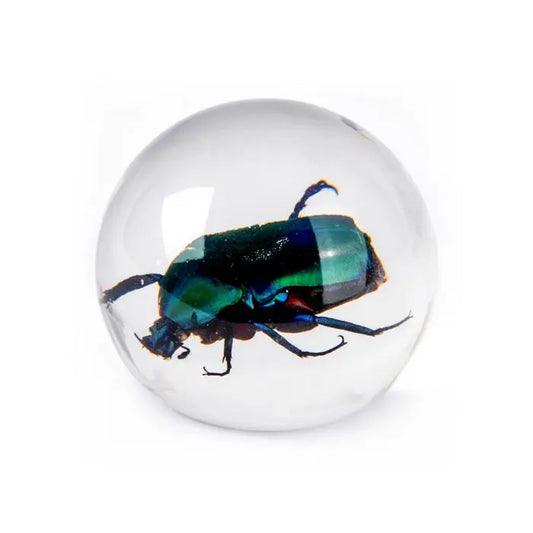 Green Rose Chafer Beetle Globe Decoration Trendy Zone 21