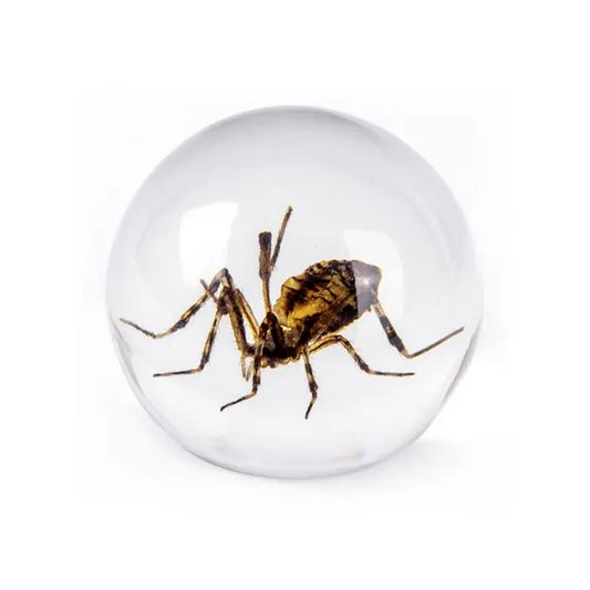 Spider Globe Decoration Trendy Zone 21