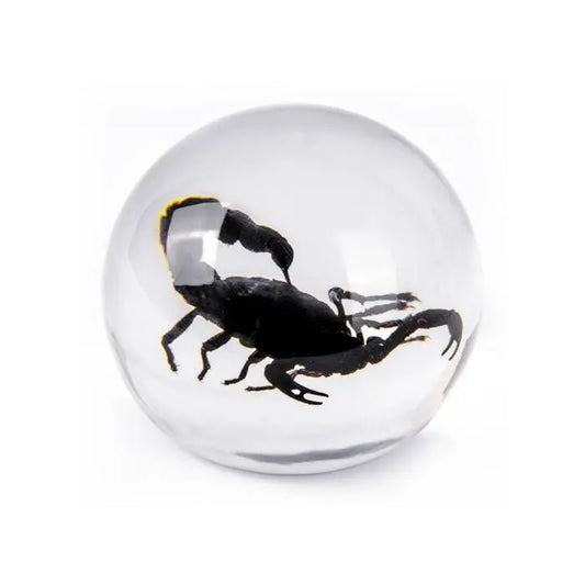 Black Scorpion Globe Decoration Trendy Zone 21