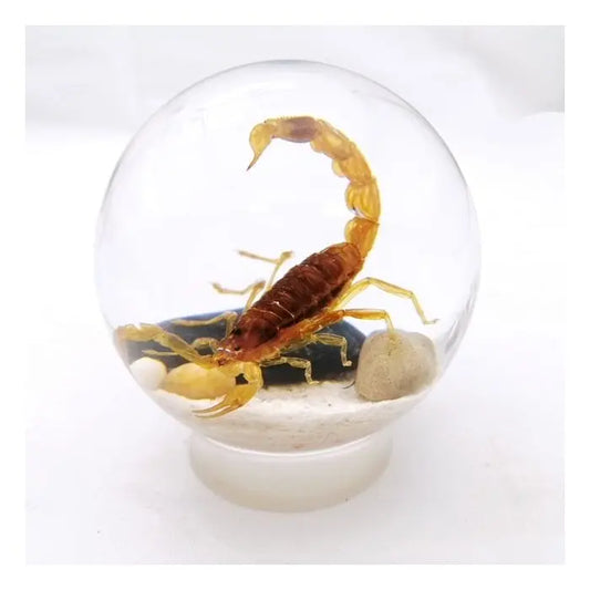 Brown Scorpion Globe Desk Decoration with Stand Trendy Zone 21