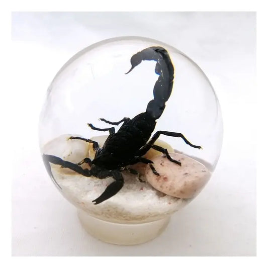 Black Scorpion Globe Desk Decoration with Stand Trendy Zone 21