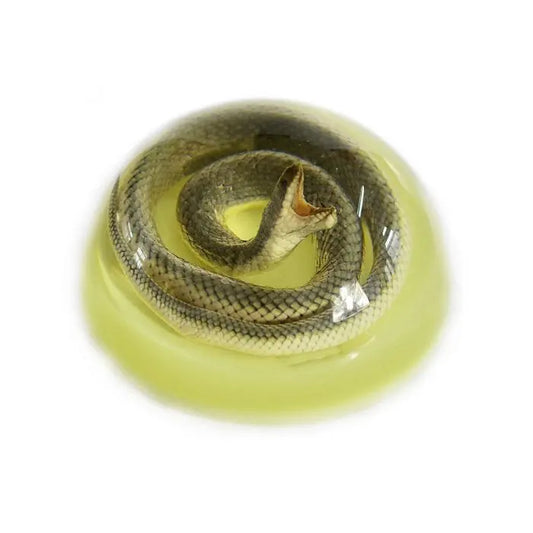 Snake Half-dome Paperweight (Glows-In-The-Dark) Trendy Zone 21