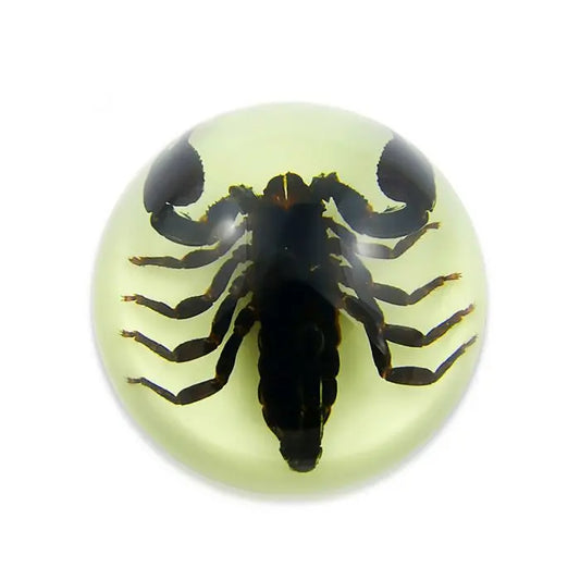 Black Scorpion Half-dome Paperweight (Glows-In-The-Dark) Trendy Zone 21
