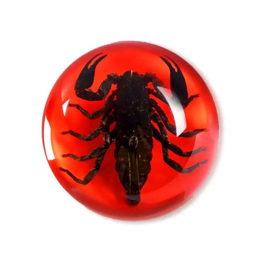 Black Scorpion Half-dome Paperweight (Red) Trendy Zone 21