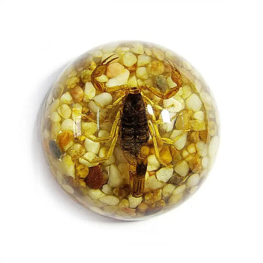Scorpion Half-dome Paperweight Trendy Zone 21