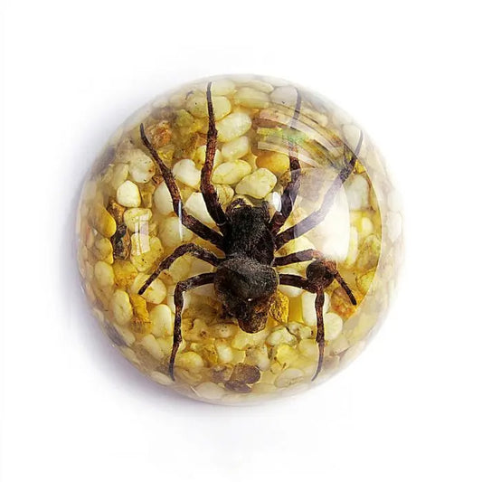 Spider Half-dome Paperweight Trendy Zone 21