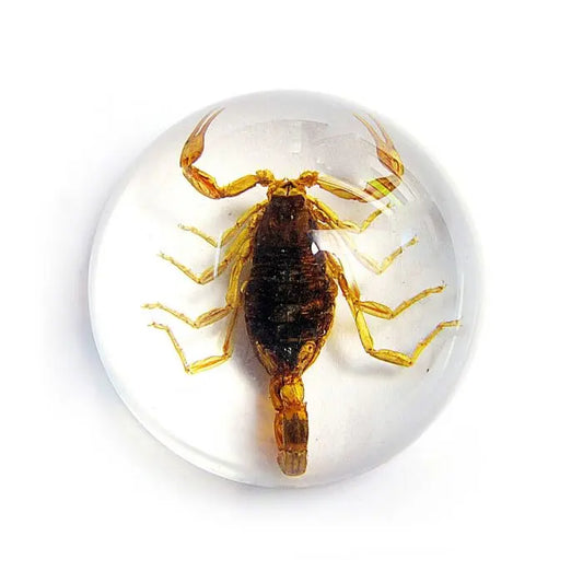 Scorpion Half-dome Paperweight Trendy Zone 21