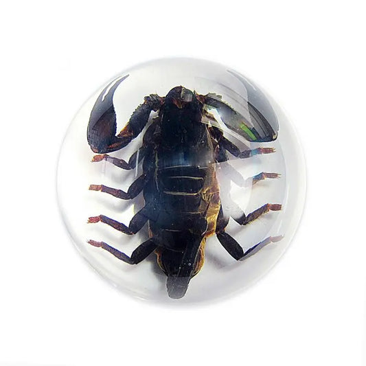 Black Scorpion Half-dome Paperweight Trendy Zone 21
