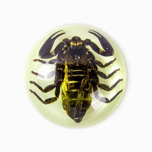Black Scorpion Half-dome Paperweight (Glows-In-The-Dark) Trendy Zone 21